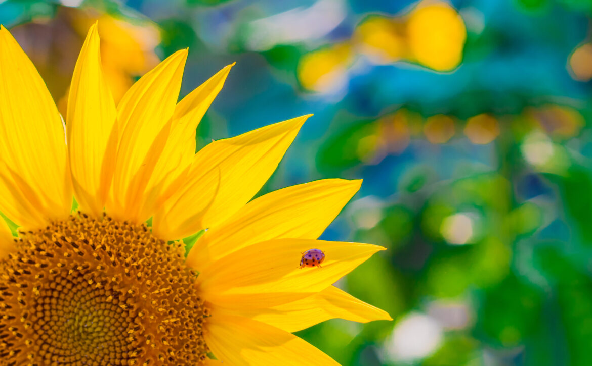 scenic wallpaper with a close-up of sunflower against green back