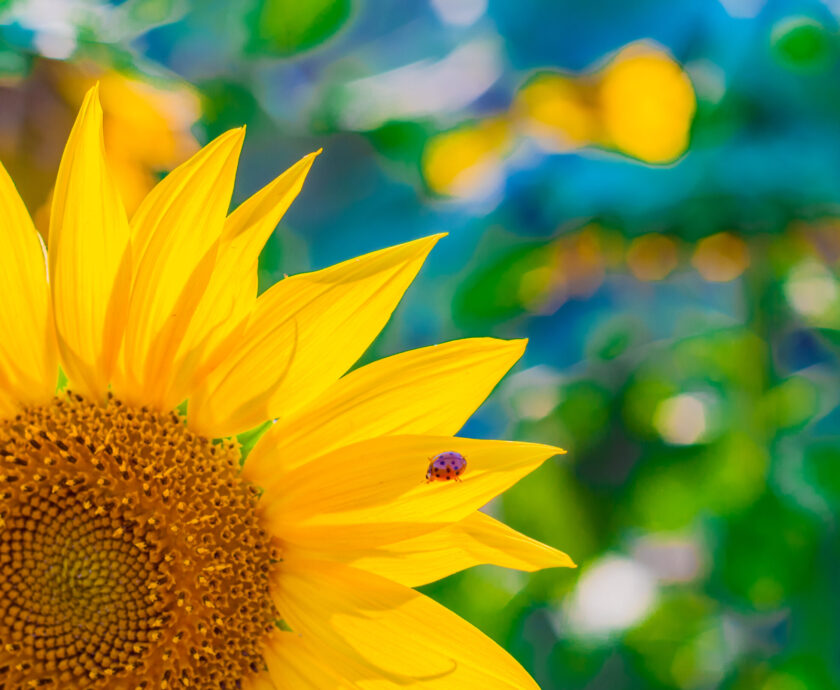 scenic wallpaper with a close-up of sunflower against green back